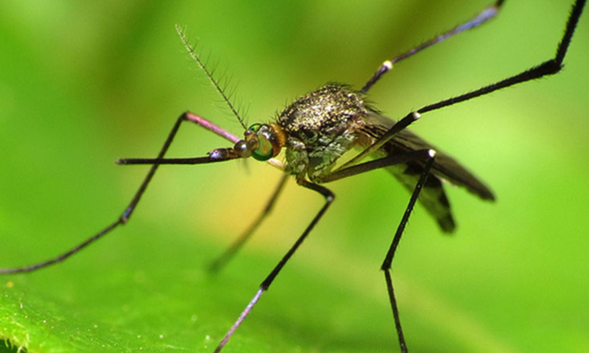 The Zika Virus in Panama?