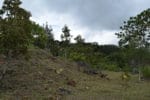 Montana Verde Land in Boquete