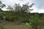 Montana Verde Land in Boquete